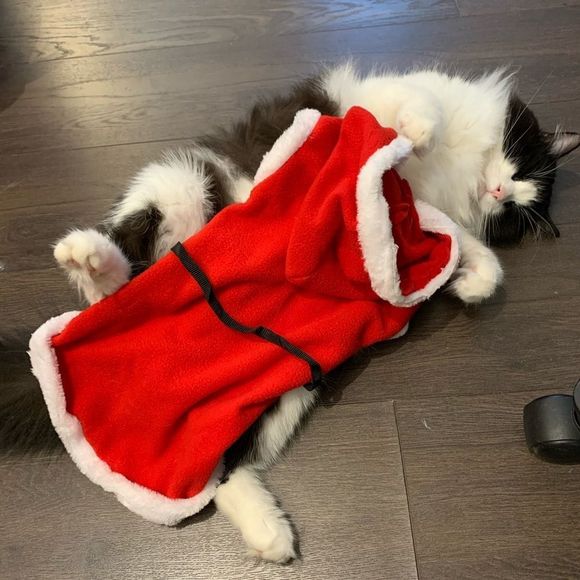 PET clothes Christmas Santa costume for cat and small dog cute red white hooded - Picture 3 of 8